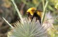 Bombus pascuorum